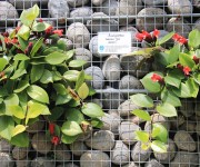 Taman Tematik Gesneriaceae Kebun Raya Cibodas LIPI